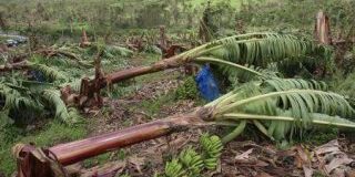 Bananiers_apres_passage_Isaac_Haiti